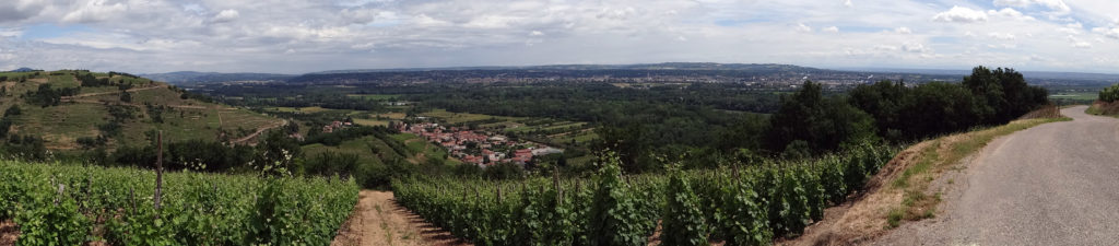 panorama-vignes-1024x225